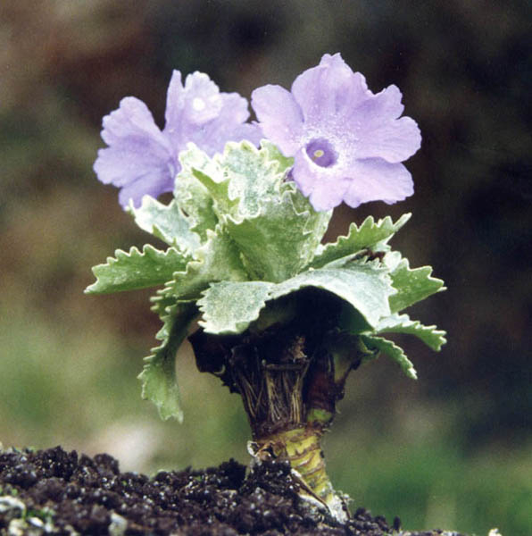 Primula marginata 'Caerulea' photo